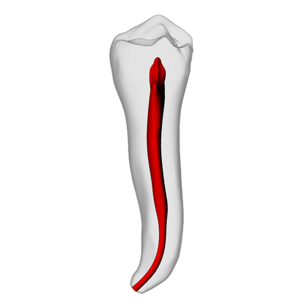 Premolar – Apical curve, White