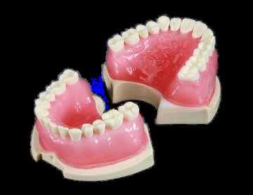 Anatomische Endodontie-Kiefer – Navadha Enterprises, Gipszusätze, Stumpflacke und Gipslöser
