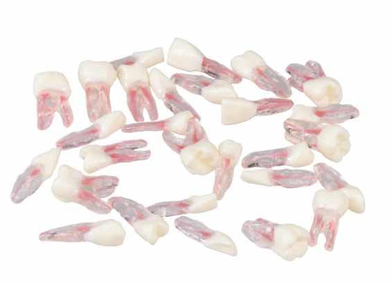 Anatomische Endodontische Ersatzzähne