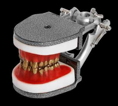 Kieferorthopädischer Typodont mit Metallzähnen