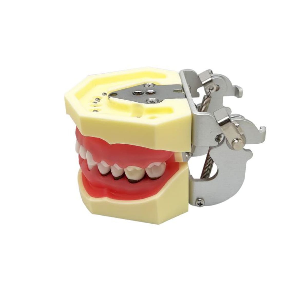 Periodontal Model JPS-M4023 – Shanghai JPS Medical Co., Ltd., Demomodelle