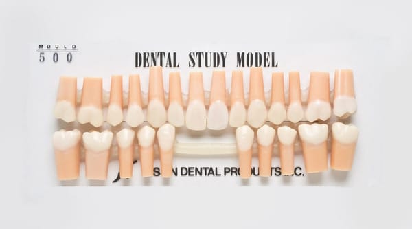 Teeth for Dental Study Models