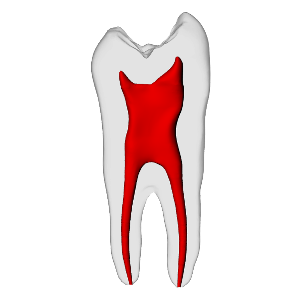 Premolar – Basic, Clear Root, White Crown, ~20#