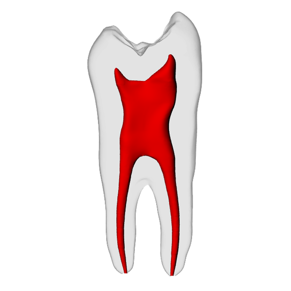 Premolar – Basic, Radiopaque (White)