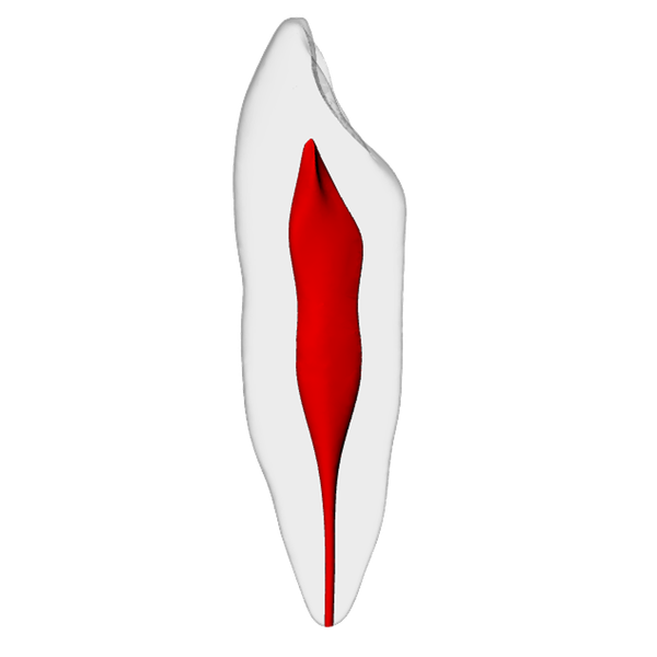 Canine – Basic, Radiopaque (White)