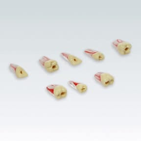 ANA-4 ZPUKN TM Endo-Übungszähne mit anatomischen Wurzeln, trepaniert, Variante TM