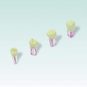 AK-6/2 ZPUF Einzelne Modellzähne für die Milchzahnendodontie