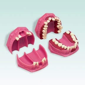 A-8 Orthodontie-Modell mit 8 Frontzähnen sowie 24 Zähne der Serie A-3 ZEB