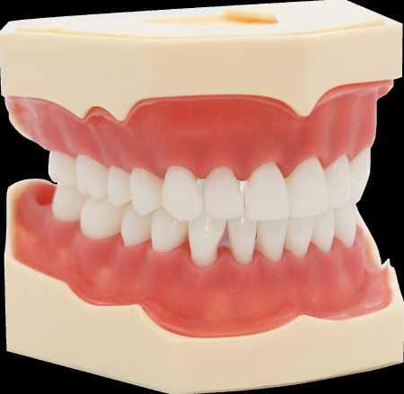 Zahnmodell in Naturfarbe mit Gingiva