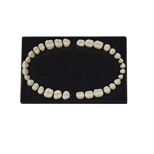 Arma Dental Phantom Tooth – Inci Dental Tibbi Malz. San. Ve Tic. Ltd. Sti., Gipszusätze, Stumpflacke und Gipslöser