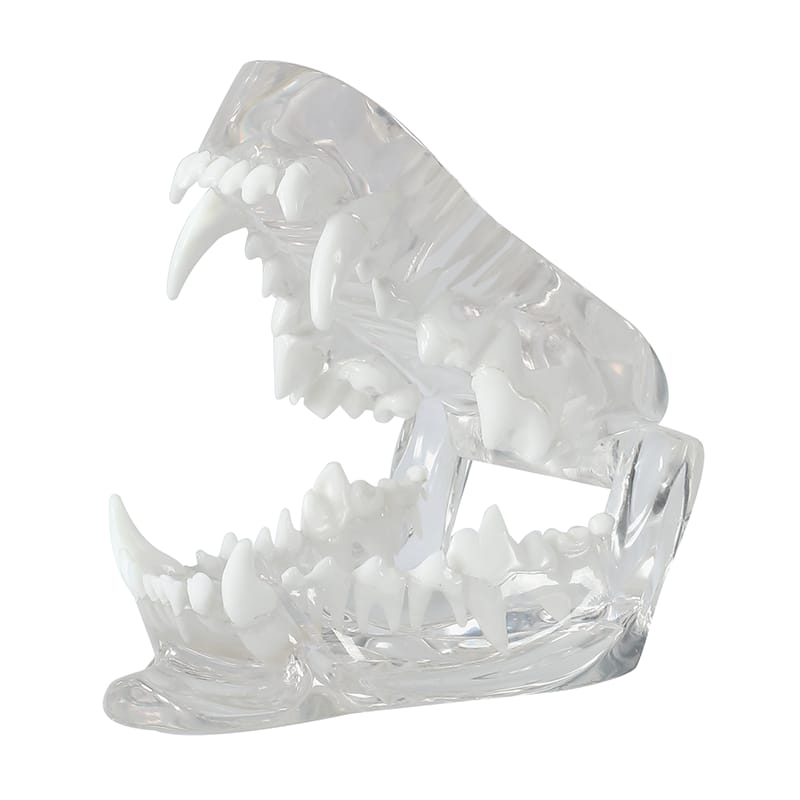 Crystal Clear Dog Dental Model - Ideal for Veterinary Clinics and Students AWT-G1 – FOSHAN JINGLE MEDICAL EQUIPMENT CO.,LTD., Demomodelle