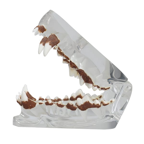 Crystal Clear Dog Dental Model with Tartar - Essential for Veterinary Education and Student Training AWT-G2