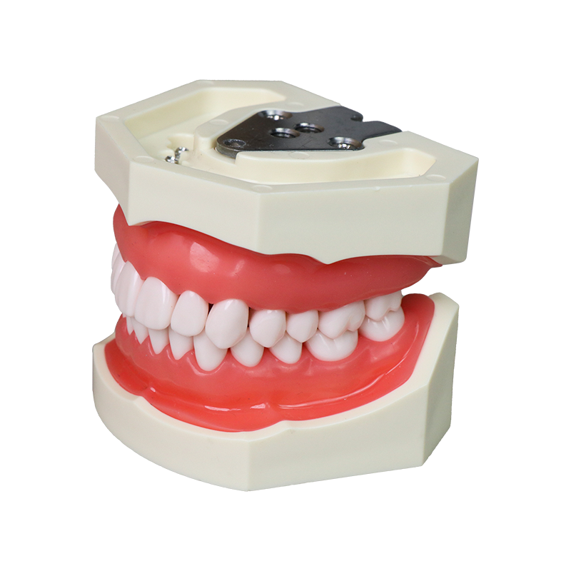 AsiaSoft Anatomical Tooth Model (DP & FE Articulator Compatible) JG-Y1 – FOSHAN JINGLE MEDICAL EQUIPMENT CO.,LTD., Demomodelle