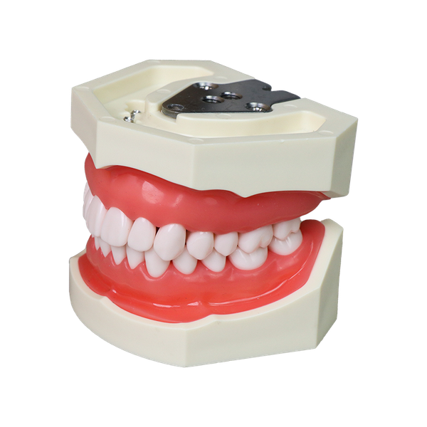 AsiaSoft Anatomical Tooth Model (DP & FE Articulator Compatible) JG-Y1