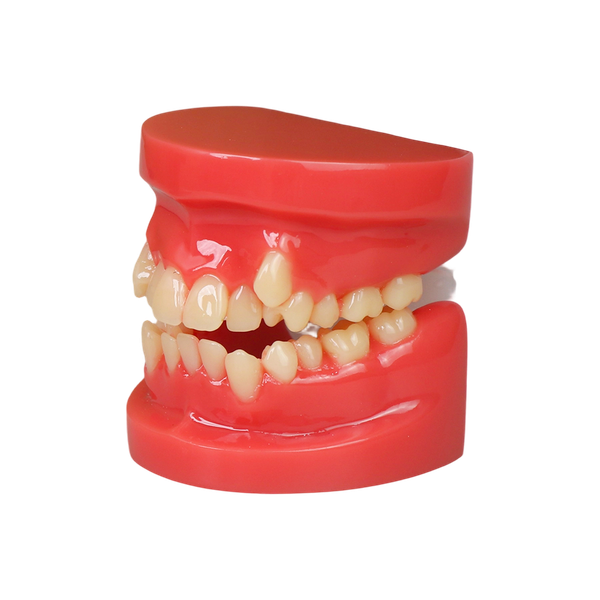 Orthodontic Demonstration Model JG-Y7-Y1