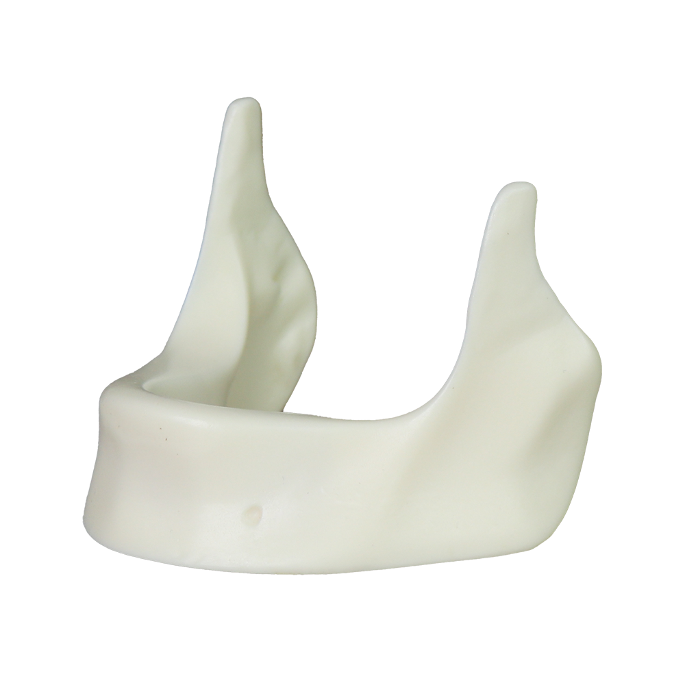 Mandibular Dental Implant Model – Hard Resin for Implant Practice JG-Y12-Y – FOSHAN JINGLE MEDICAL EQUIPMENT CO.,LTD., Demomodelle