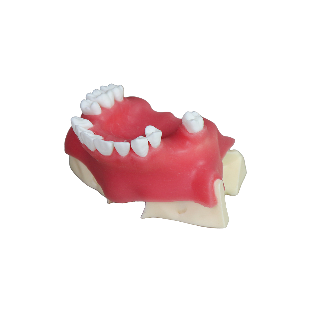 Sinus Lift Dental Model – Hard Resin with Soft Gums for Maxillary Sinus Training JG-Y26 – FOSHAN JINGLE MEDICAL EQUIPMENT CO.,LTD., Demomodelle
