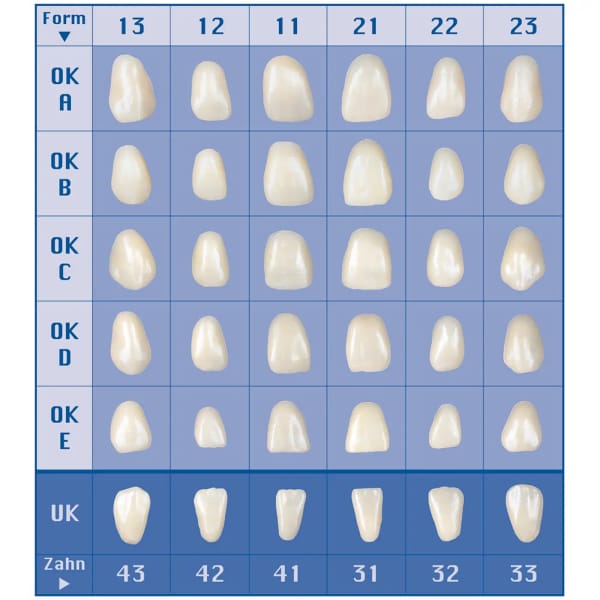 Wachs Veneers UK Front 33U, 10 St