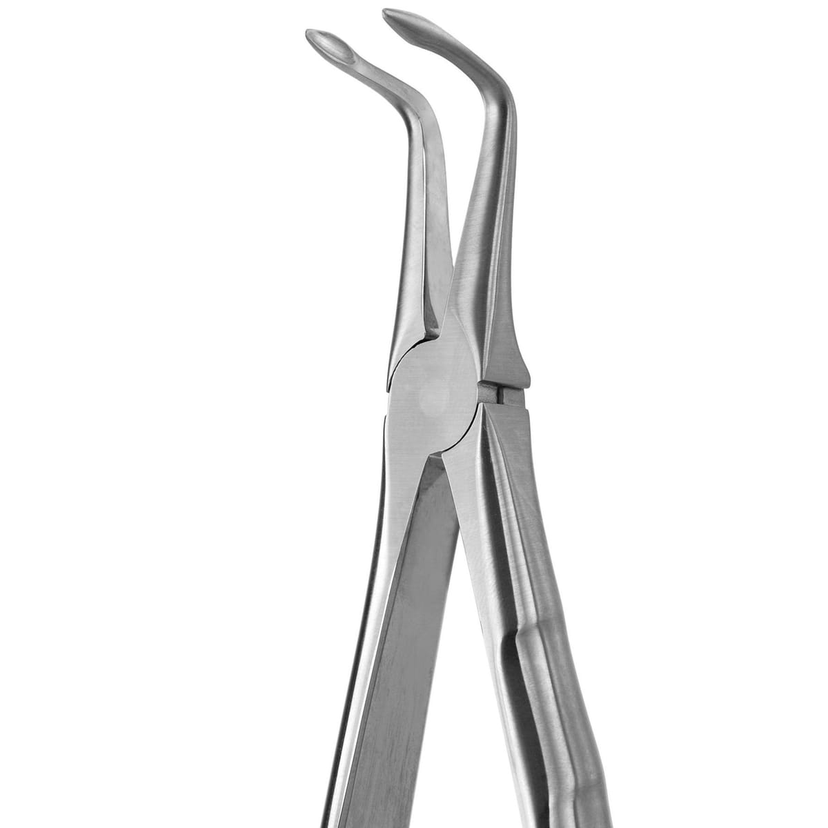 TOOTH FORCEPS BLADE BEAKS N.187 612460 – Coricama srl, Extraktionszangen
