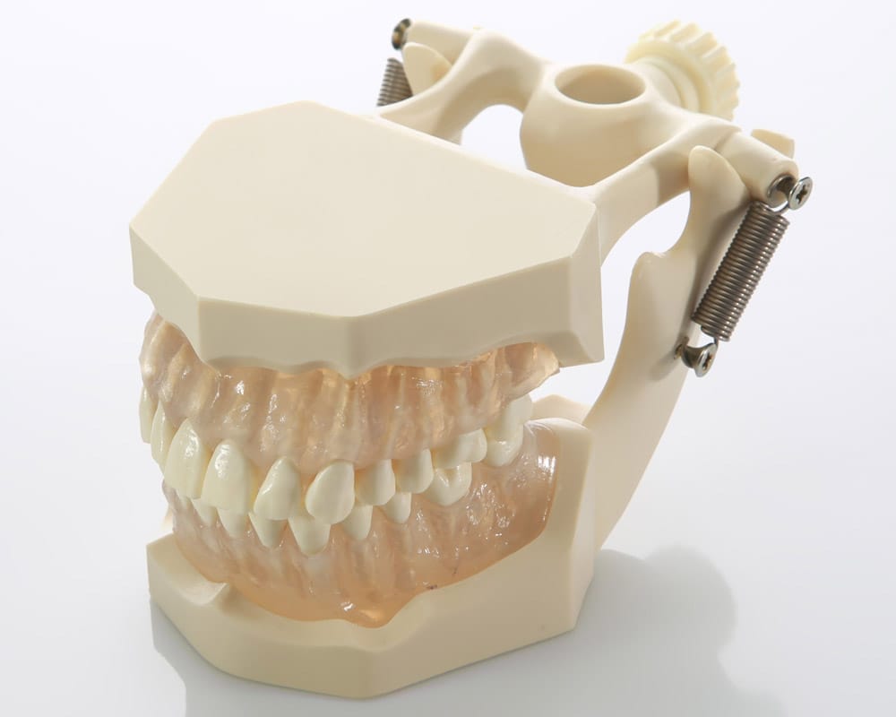 DM05 Demonstrations-Kiefermodell für Dentalhygiene – GF Dental di Ficuciello Antonino, Demomodelle