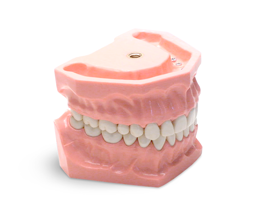 E01 – Modell für konservierende Übungen, 32 Zähne – GF Dental di Ficuciello Antonino, Geräte