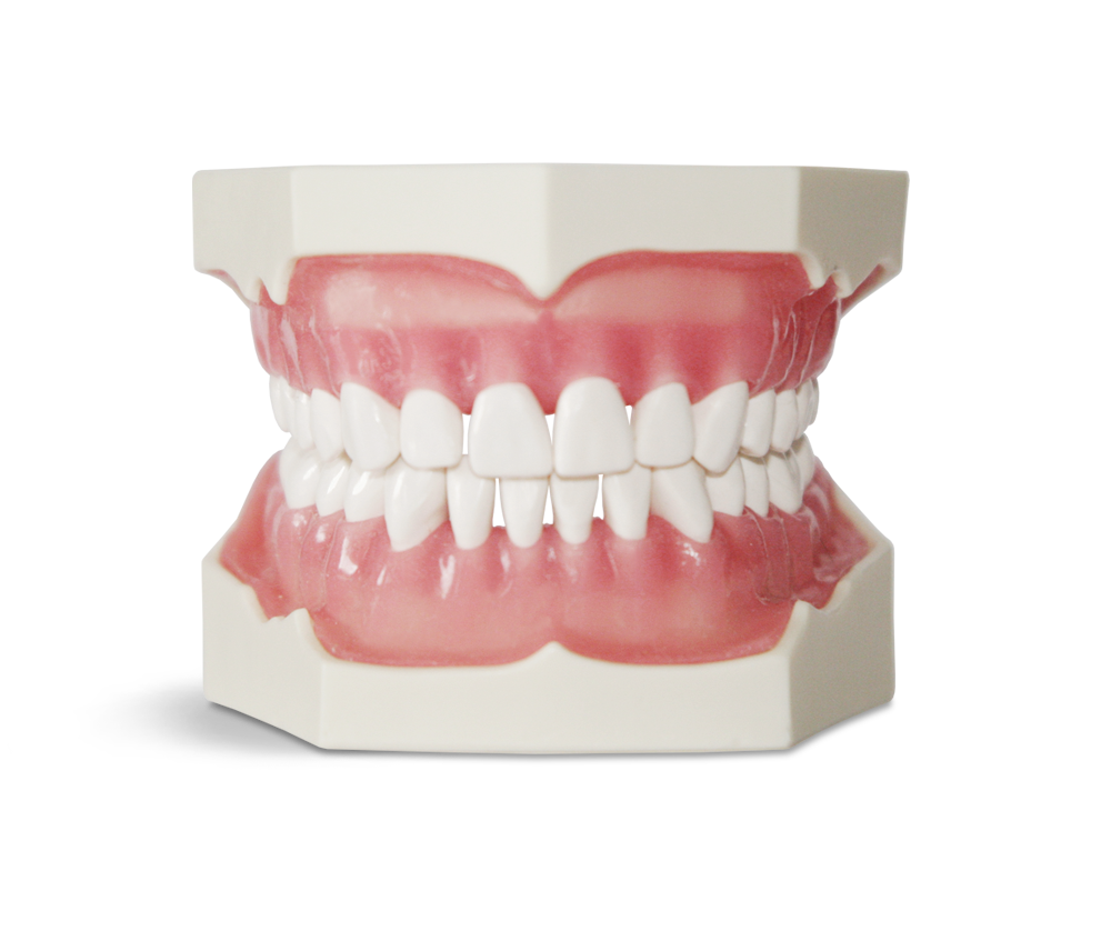 Modell 32 Zähne mit Zahnfleisch und Zähnen in Elfenbeinmaterial – GF Dental di Ficuciello Antonino, Gipszusätze, Stumpflacke und Gipslöser