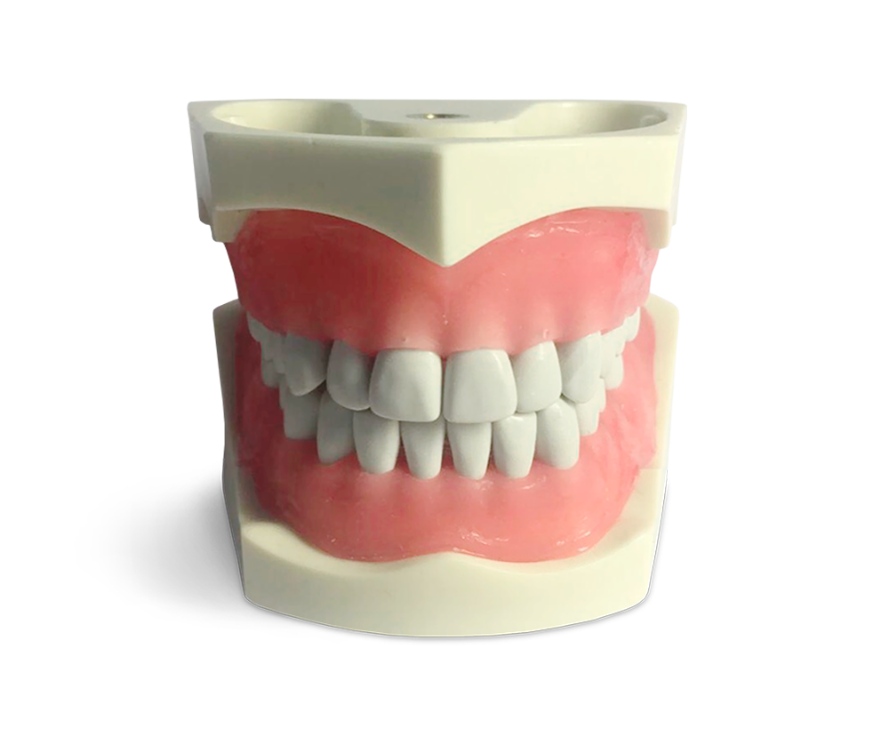 E03N – Mundmodell mit 32 Zähnen – GF Dental di Ficuciello Antonino, Gipszusätze, Stumpflacke und Gipslöser