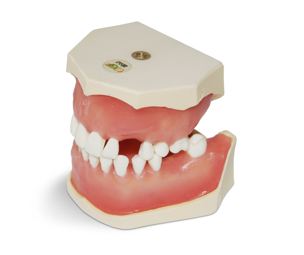 E04 – Übungsmodell für Chirurgie aus Kunstoff – GF Dental di Ficuciello Antonino, Sonstige Geräte