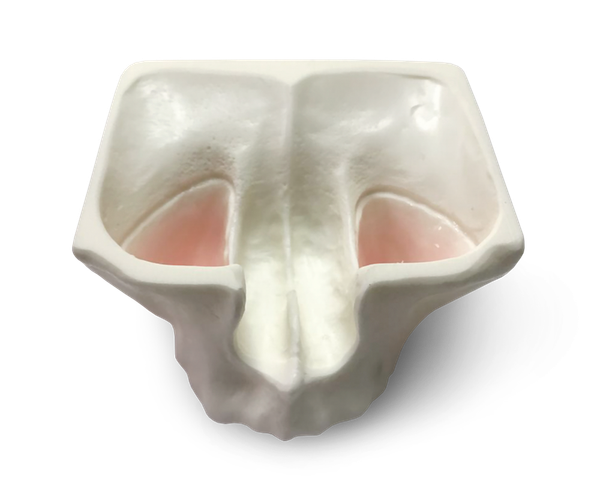 Upper and lower jaw exercise models