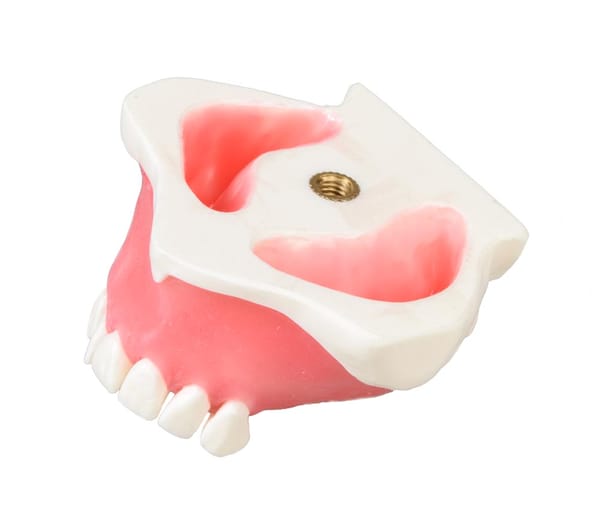 E23 - Jaw model with gums