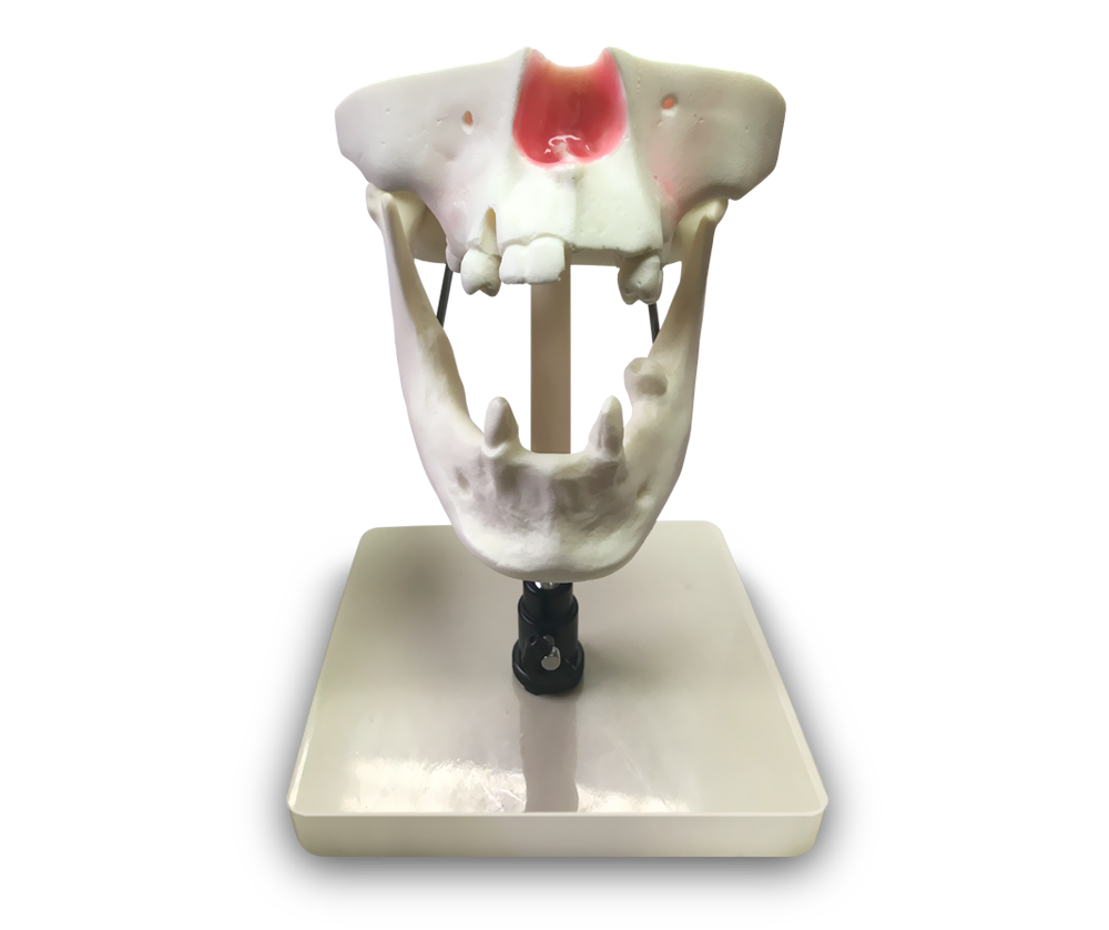 E50 – Anatomisches Modell von Ober- und Unterkieferknochen – GF Dental di Ficuciello Antonino, Demomodelle