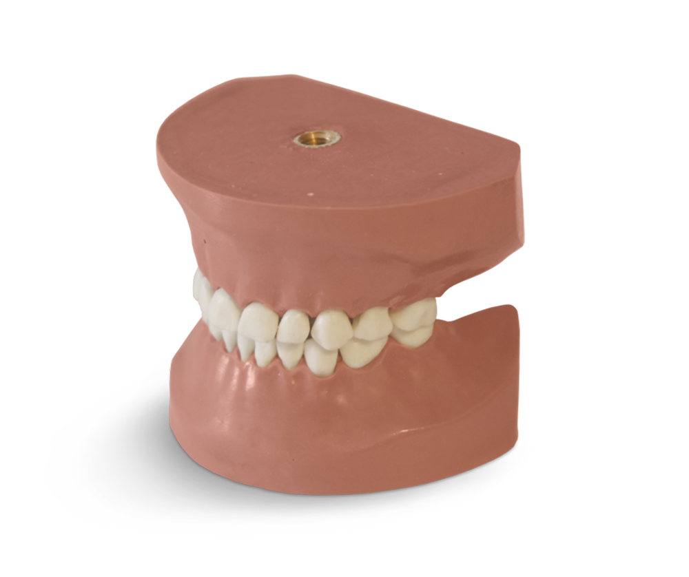 EK3 - Kinderzahnmodell Milchgebiss – GF Dental di Ficuciello Antonino, Demomodelle