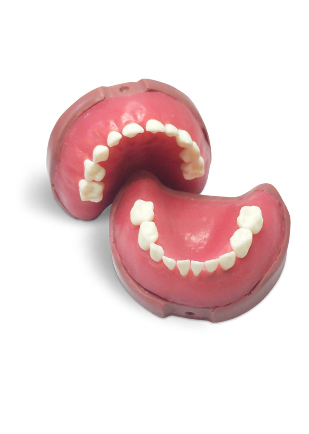 EK4 - Kinderzahnmodell Milchgebiss – GF Dental di Ficuciello Antonino, Demomodelle