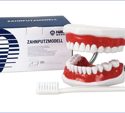 Zahnputzmodell Big – Hager Werken, Demomodelle