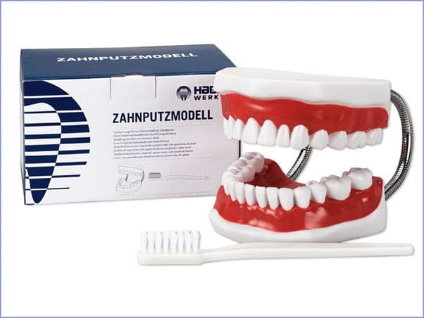 Zahnputzmodell Big – Hager Werken, Demomodelle