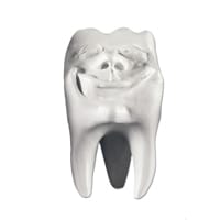 Zahnfigur Backi in Geschenkbox – ERNST HINRICHS Dental, Demomodelle