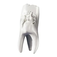 Zahnfigur Manni in Geschenkbox – ERNST HINRICHS Dental, Demomodelle