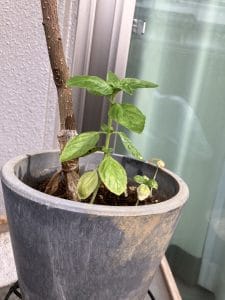 Zahnbürste Alka Tornado