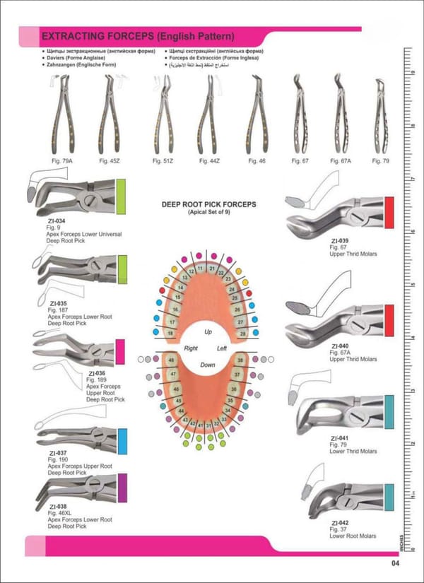 Extracting Forceps ZI-034
